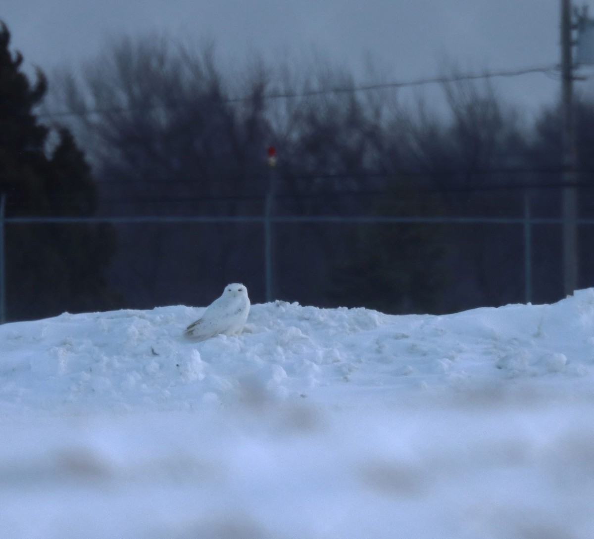 sovice sněžní - ML630539569