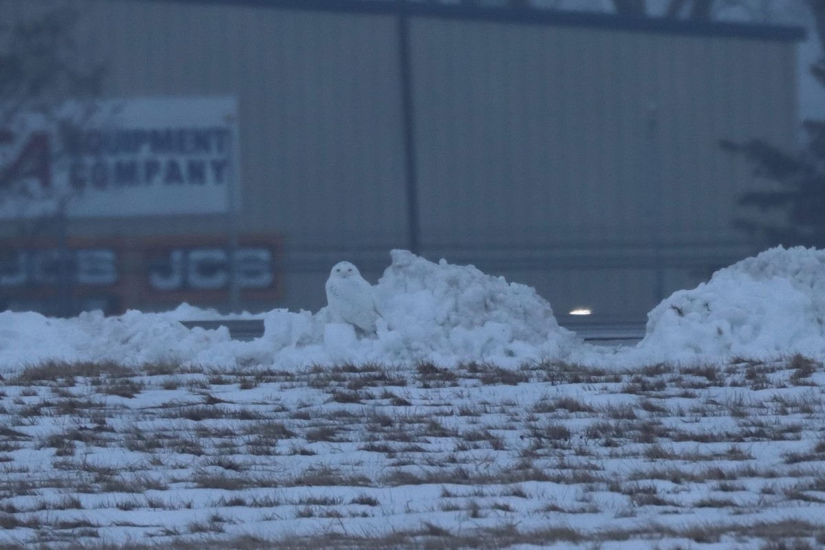 sovice sněžní - ML630539657