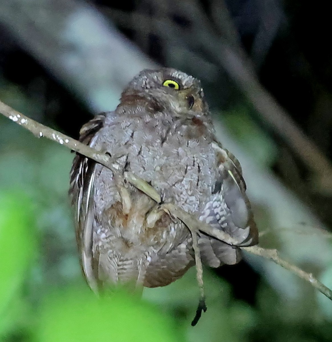 Principe Scops-Owl - ML630539994