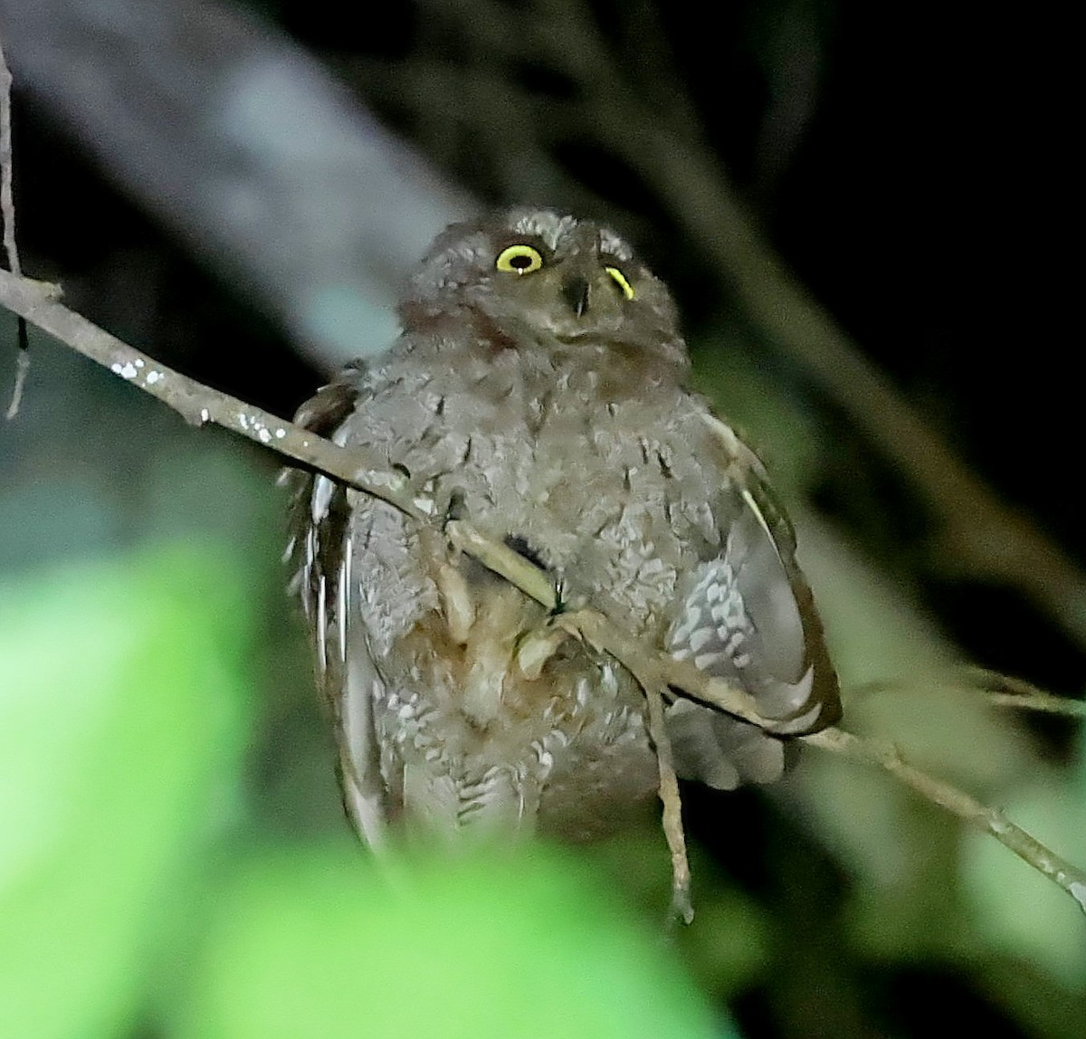 Principe Scops-Owl - ML630539995