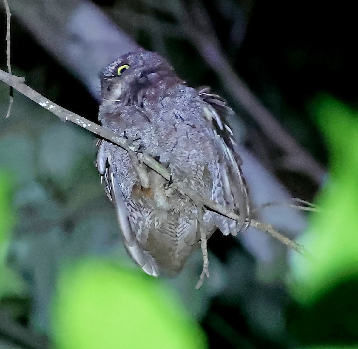 Principe Scops-Owl - ML630539996