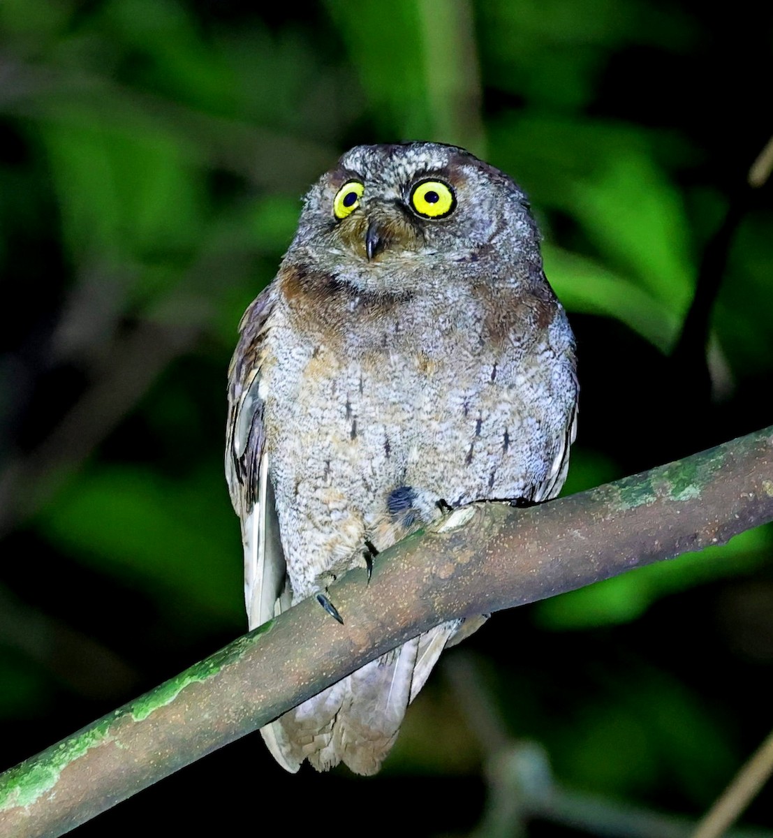 Principe Scops-Owl - ML630539997