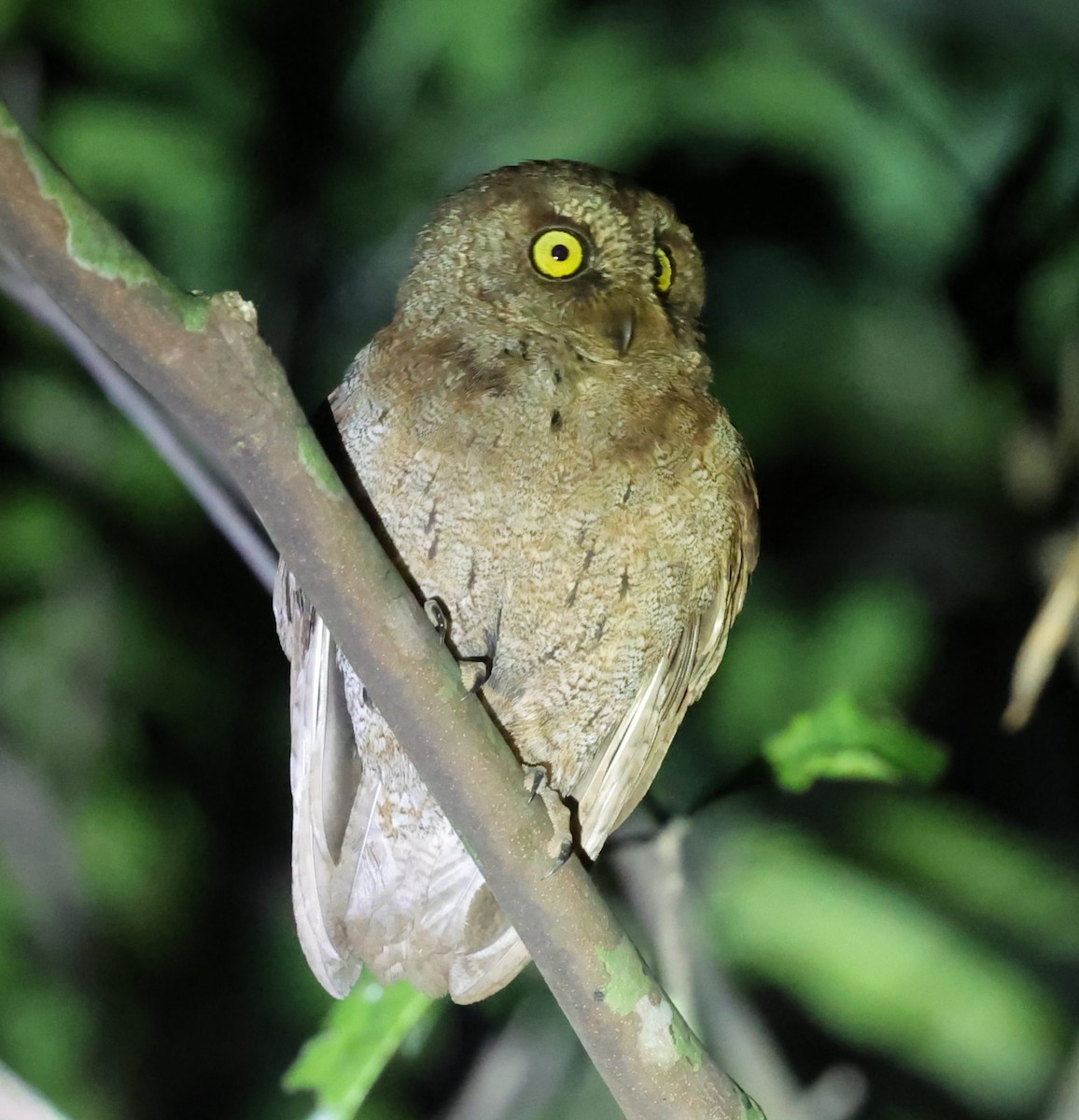 Principe Scops-Owl - ML630539998