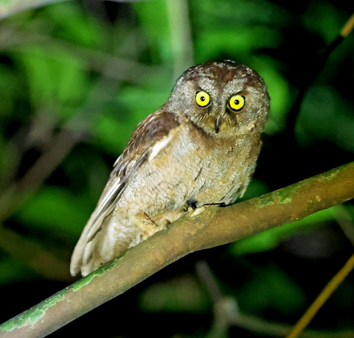 Principe Scops-Owl - ML630539999