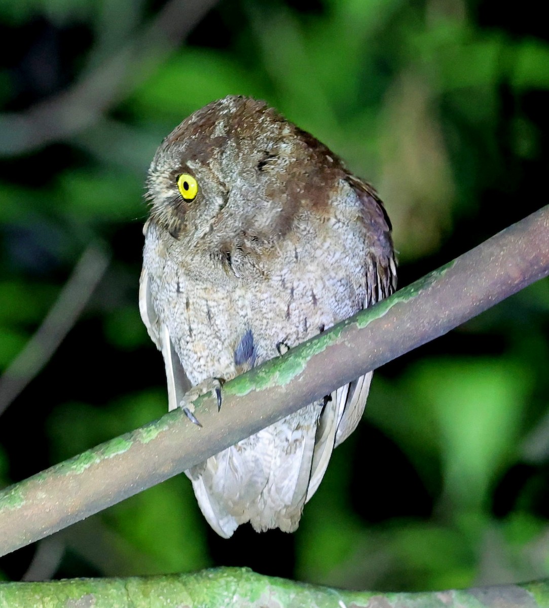 Principe Scops-Owl - ML630540001