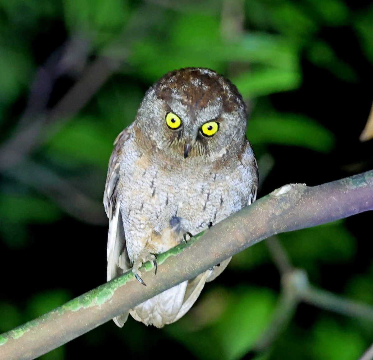 Principe Scops-Owl - ML630540002