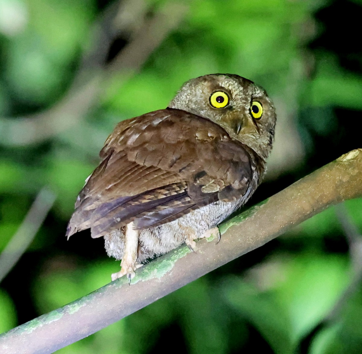 Principe Scops-Owl - ML630540003