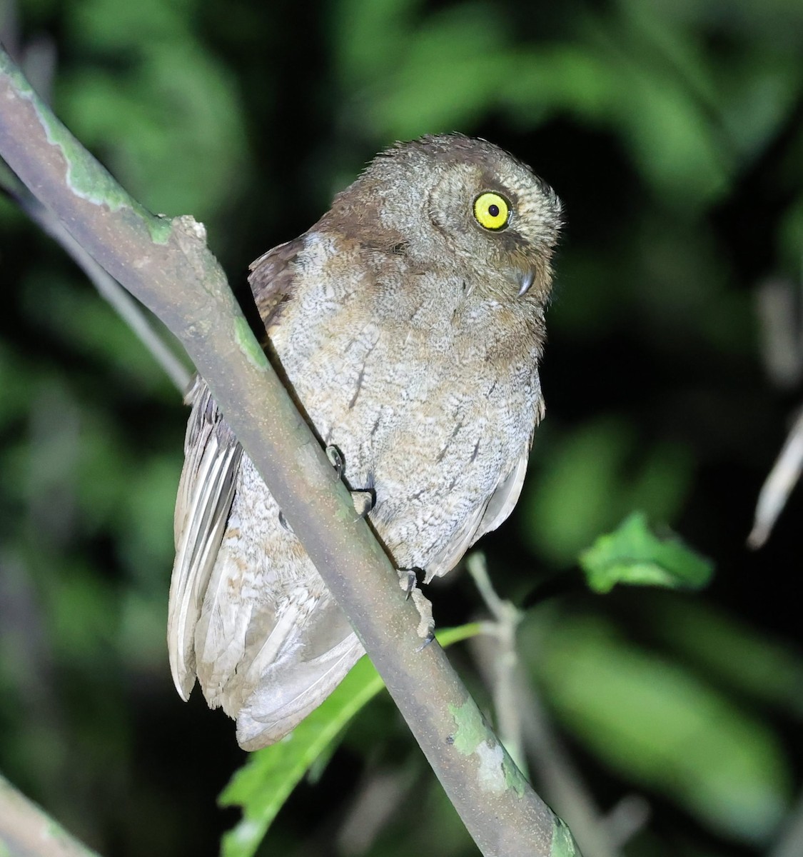 Principe Scops-Owl - ML630540004