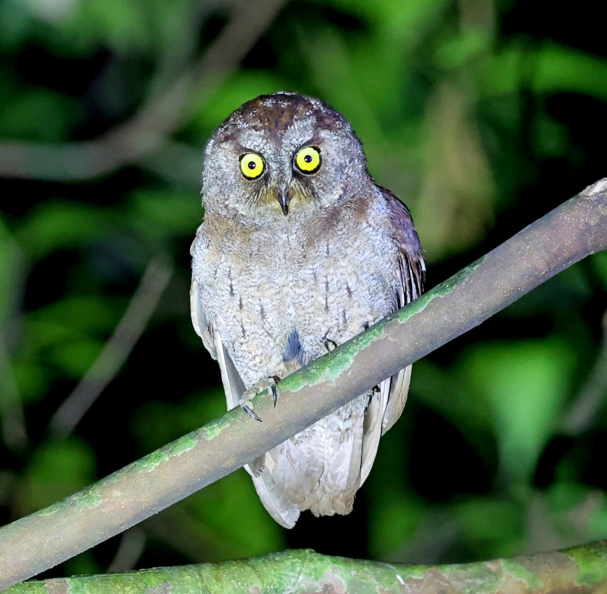 Principe Scops-Owl - ML630540006