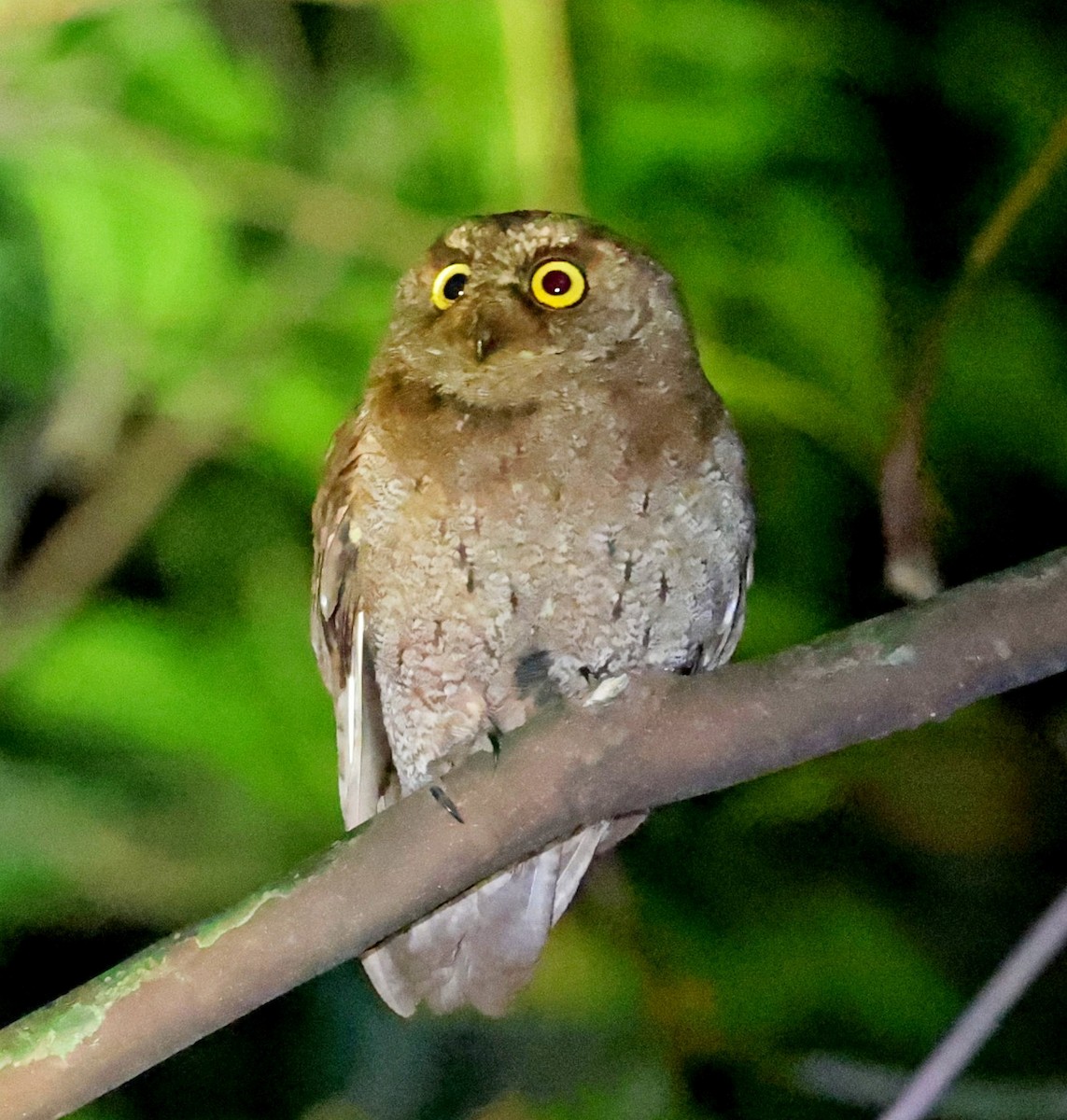 Principe Scops-Owl - ML630540007