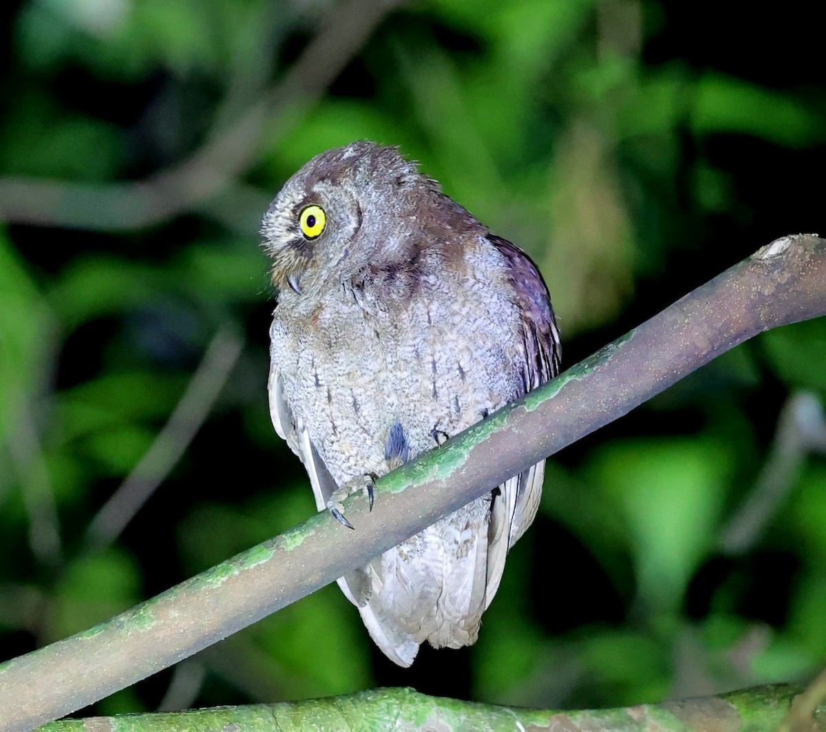 Principe Scops-Owl - ML630540009