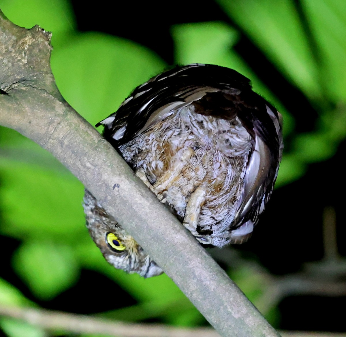 Principe Scops-Owl - ML630540010