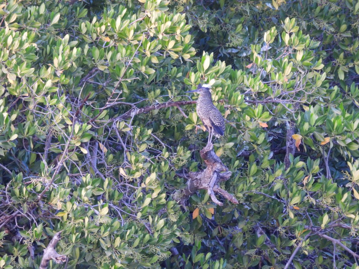 White-crested Tiger-Heron - ML630540210