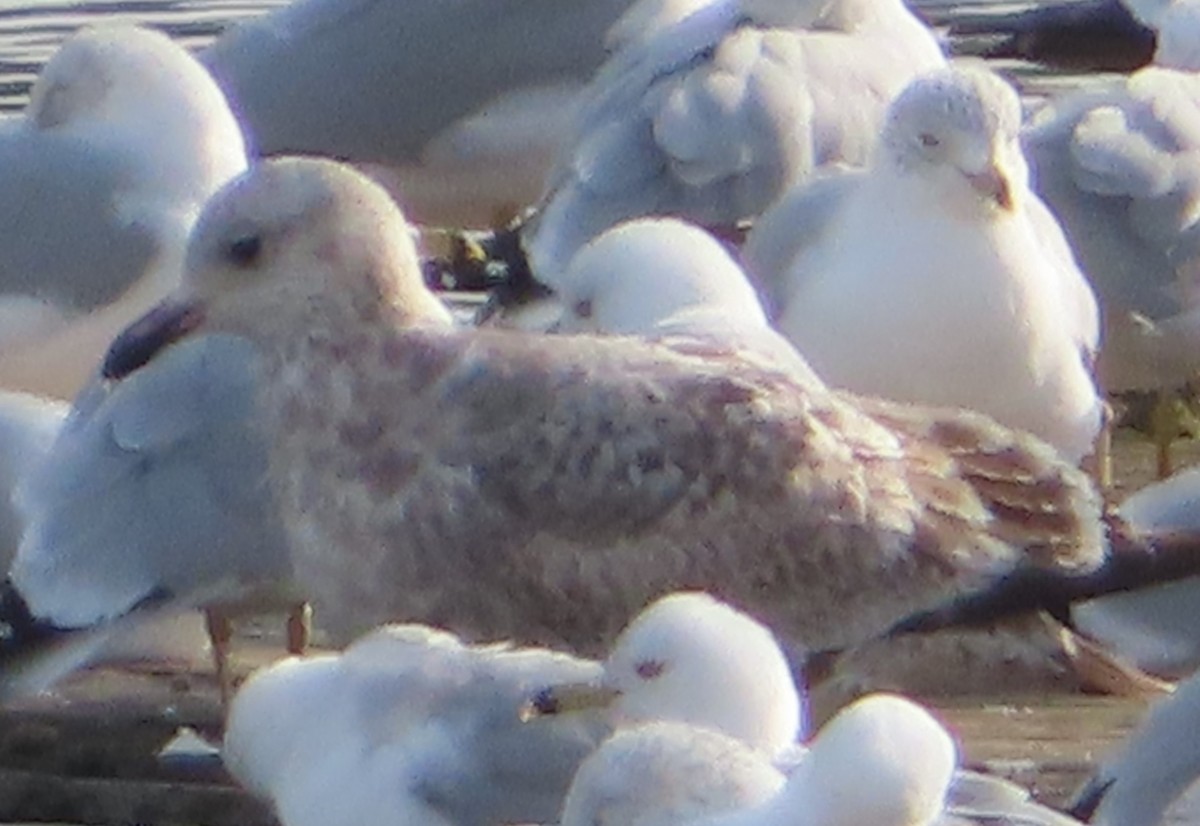 American Herring Gull - ML630540382