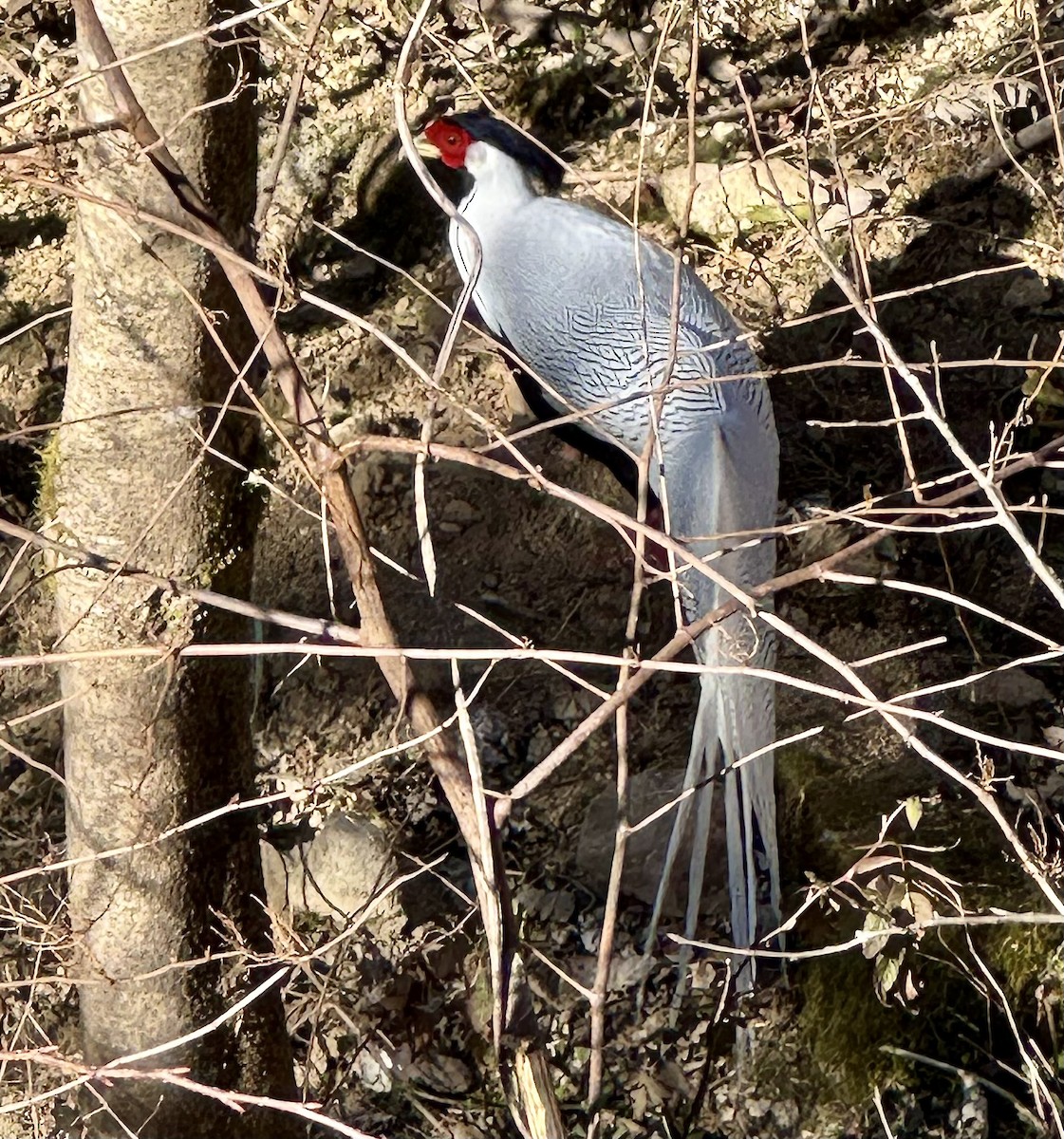 Silver Pheasant - ML630540420