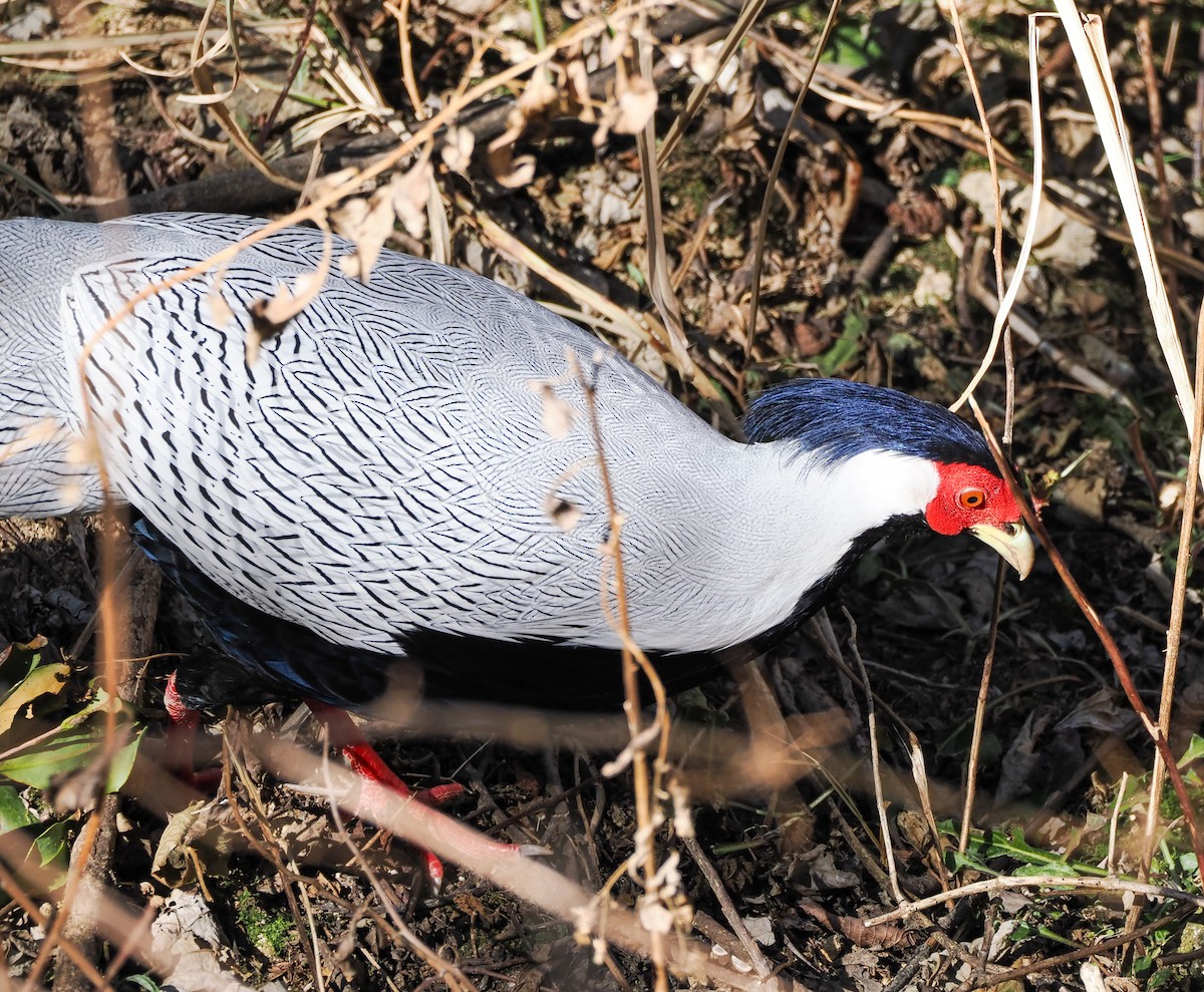 Silver Pheasant - ML630540421