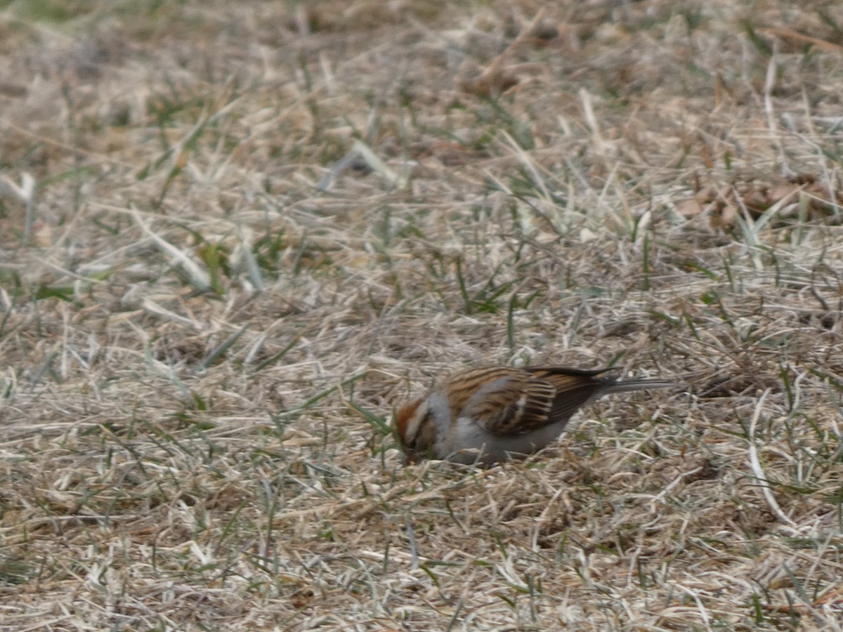 Chipping Sparrow - ML630540433
