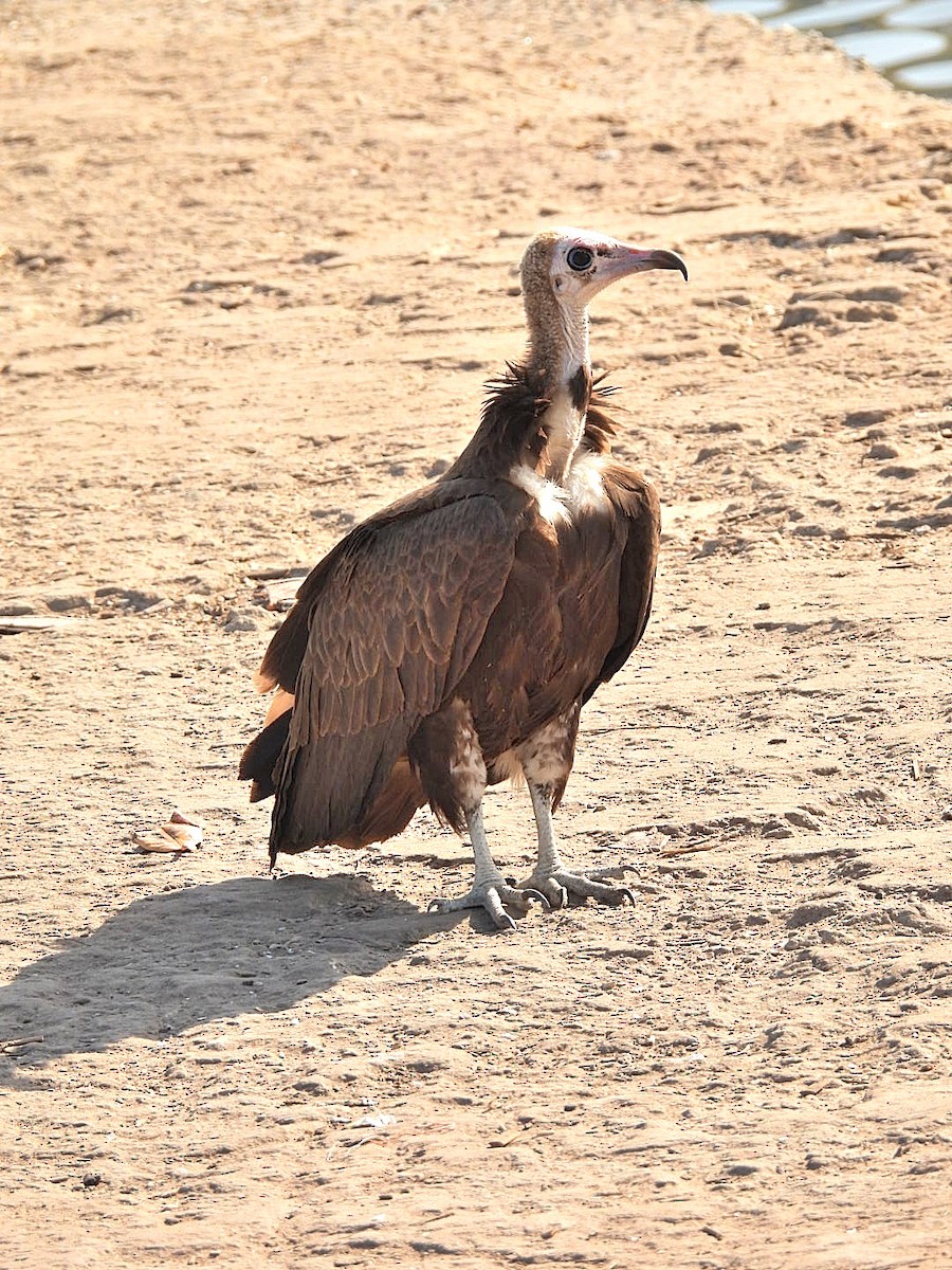 Vautour charognard - ML630540499