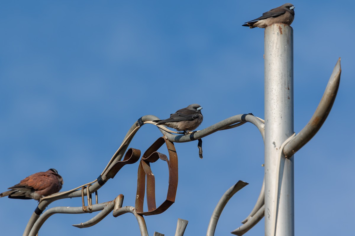 askesvalestær - ML630540503