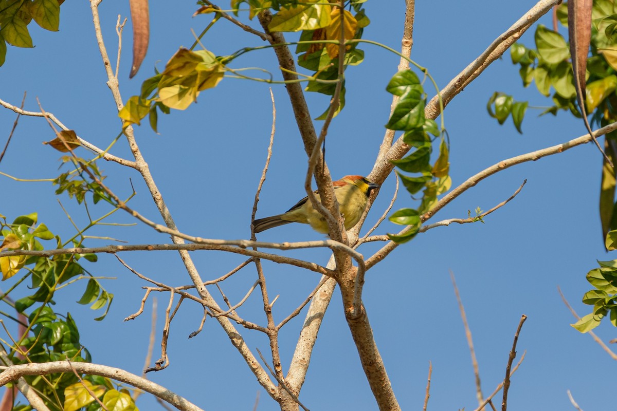 thaispurv - ML630540509