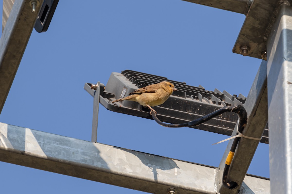 thaispurv - ML630540513