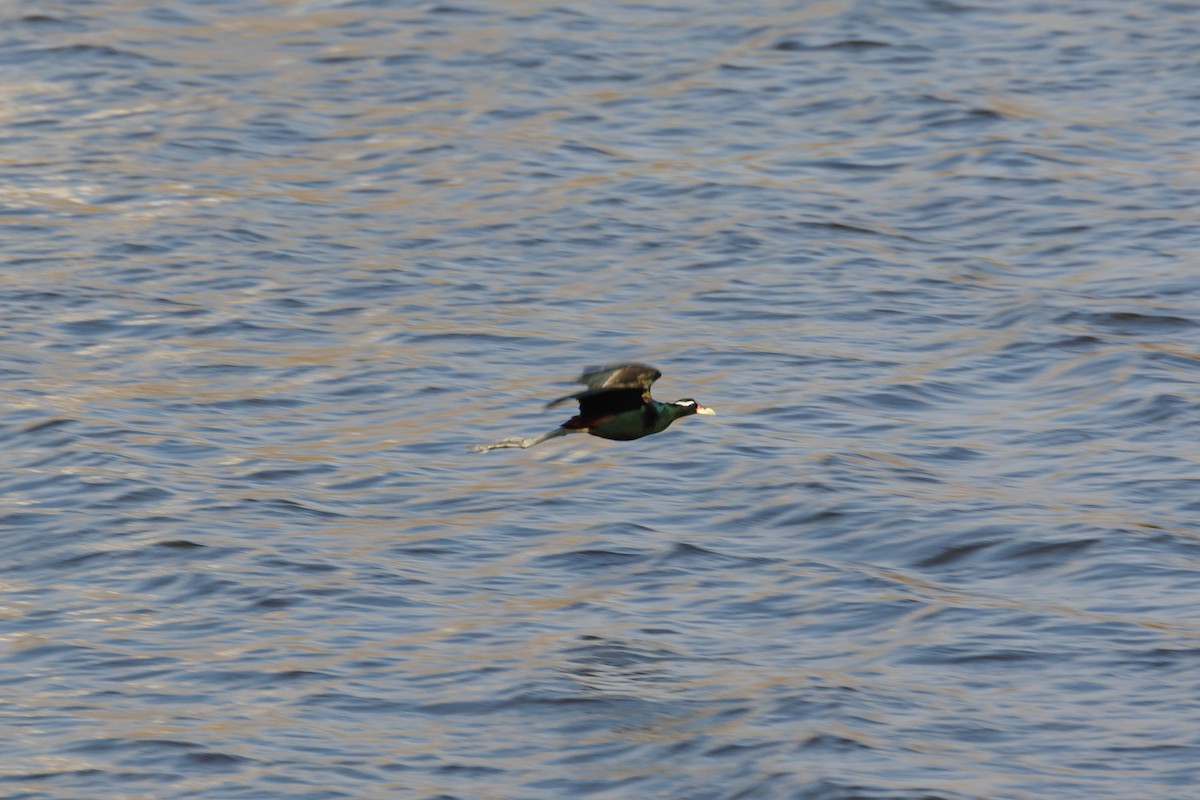 bronsebladhøne - ML630540521