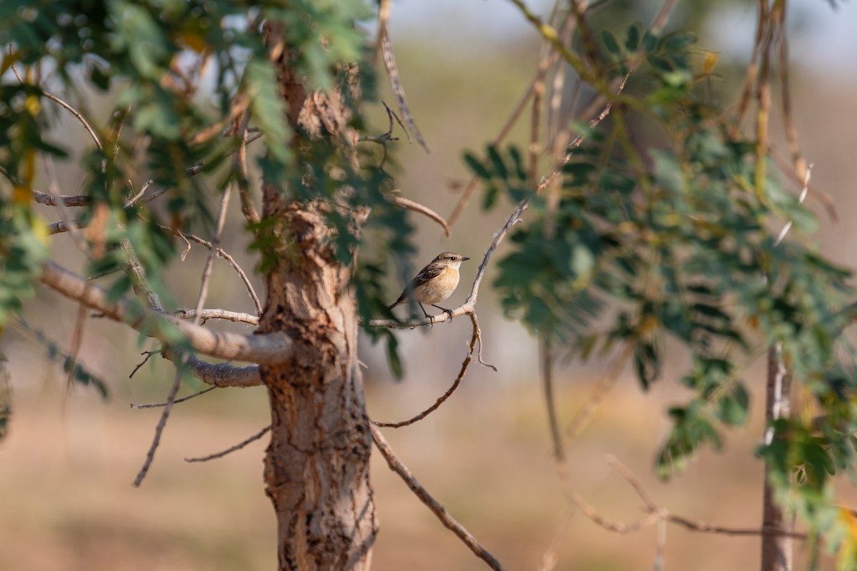 taigasvartstrupe - ML630540535