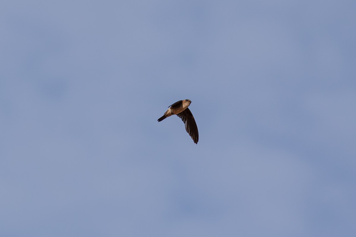 reirsuppesalangan (germani/amechanus) - ML630540541