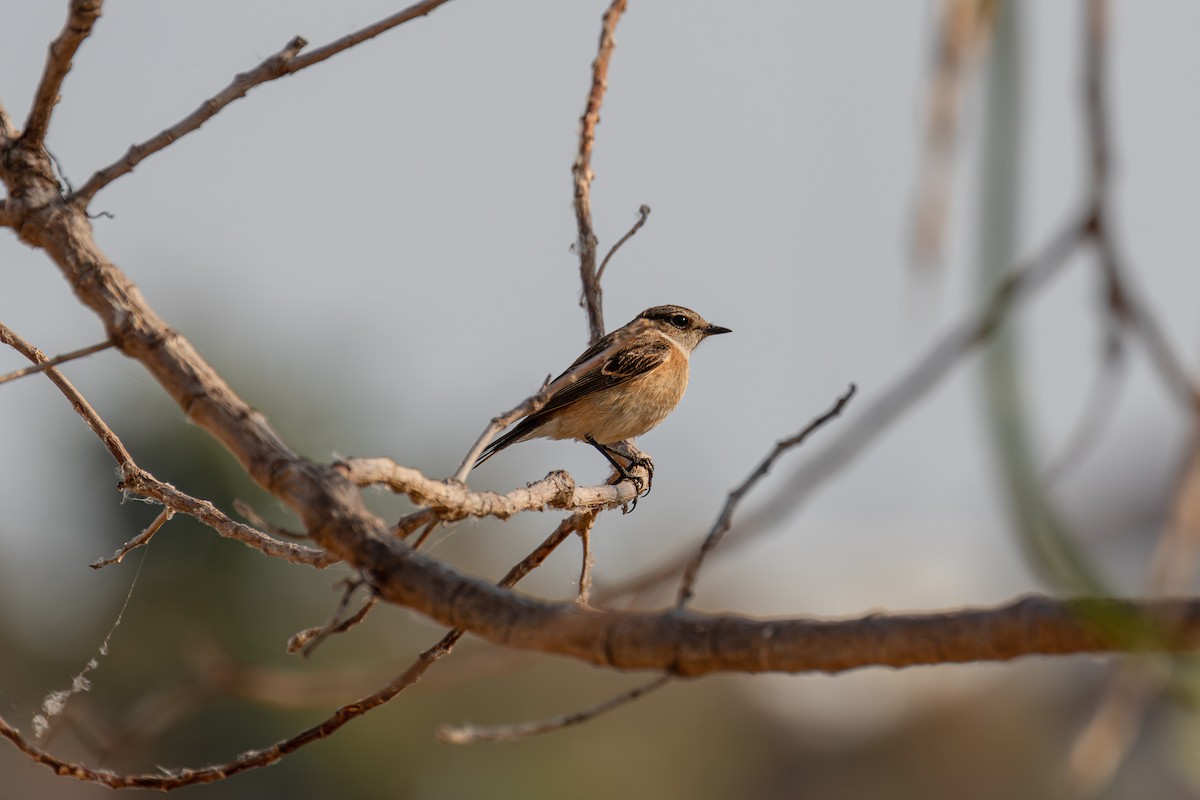 taigasvartstrupe - ML630540552