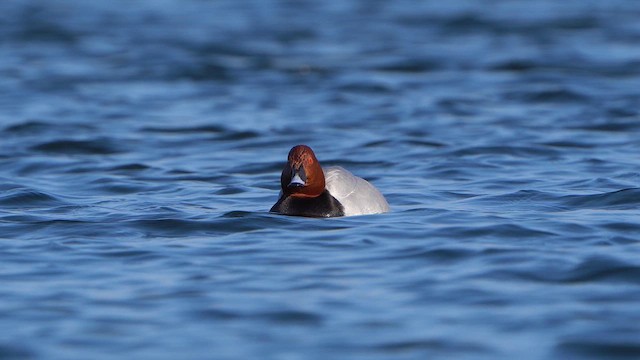 Common Pochard - ML630540553