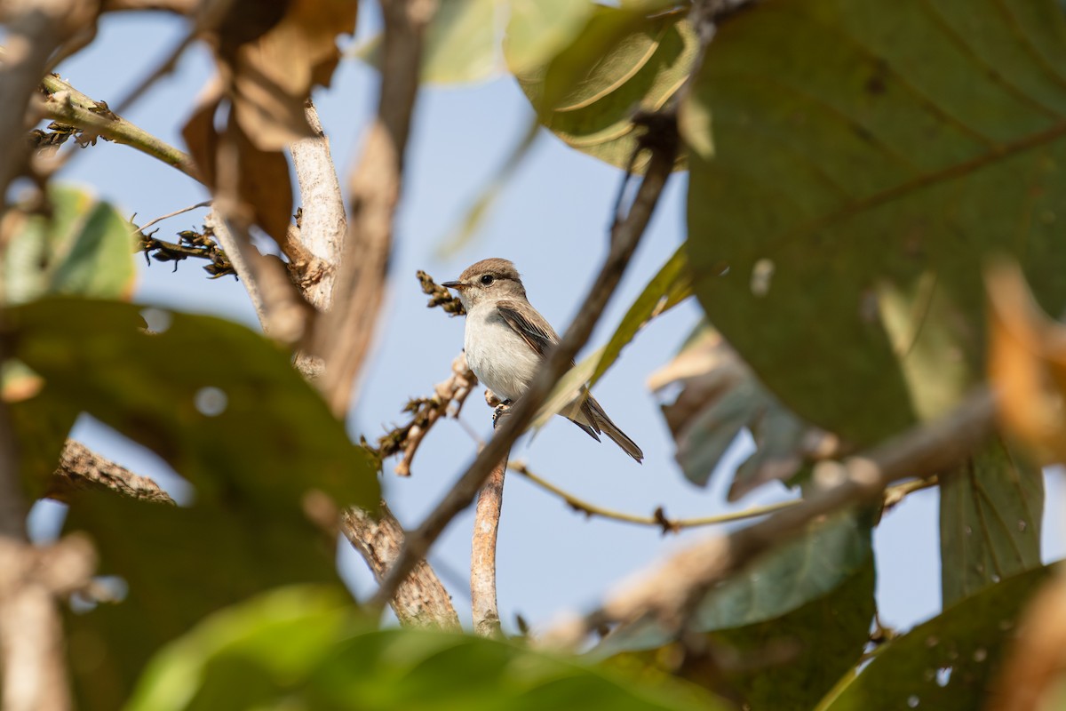 brunfluesnapper (dauurica) - ML630540567