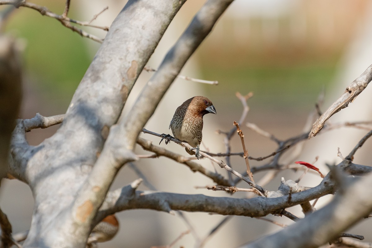 muskatnonne (nisoria gr.) - ML630540572