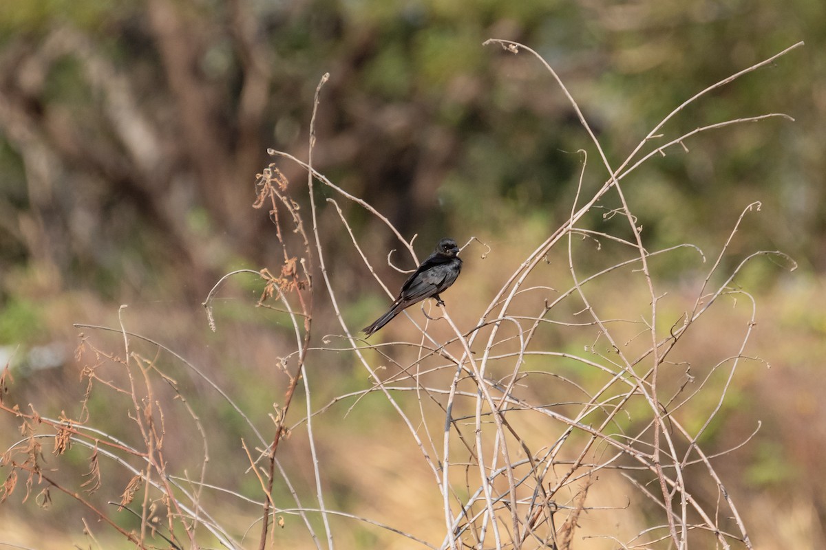 svartdrongo - ML630540584