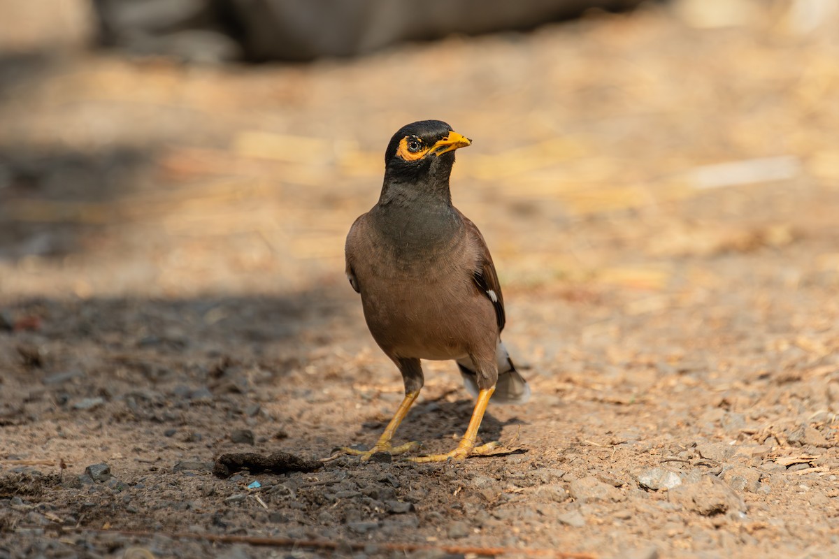 hyrdestær - ML630540597