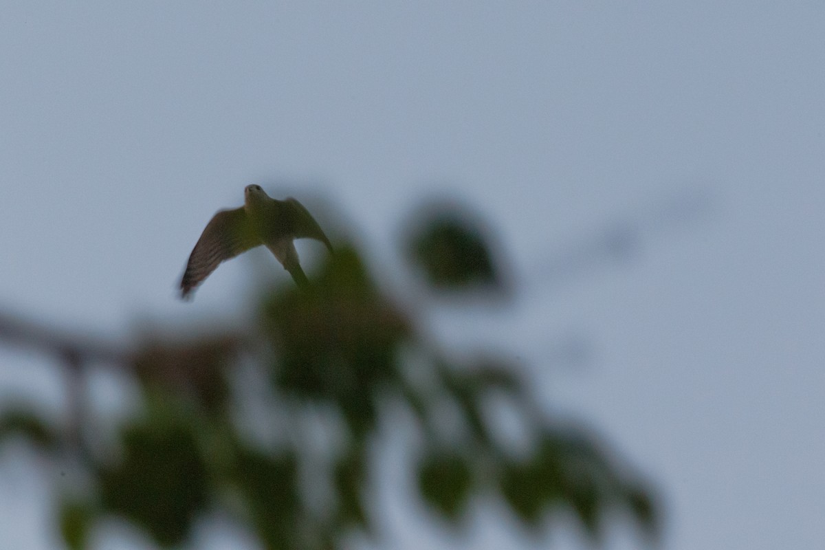 shikrahauk (badia gr.) - ML630540789