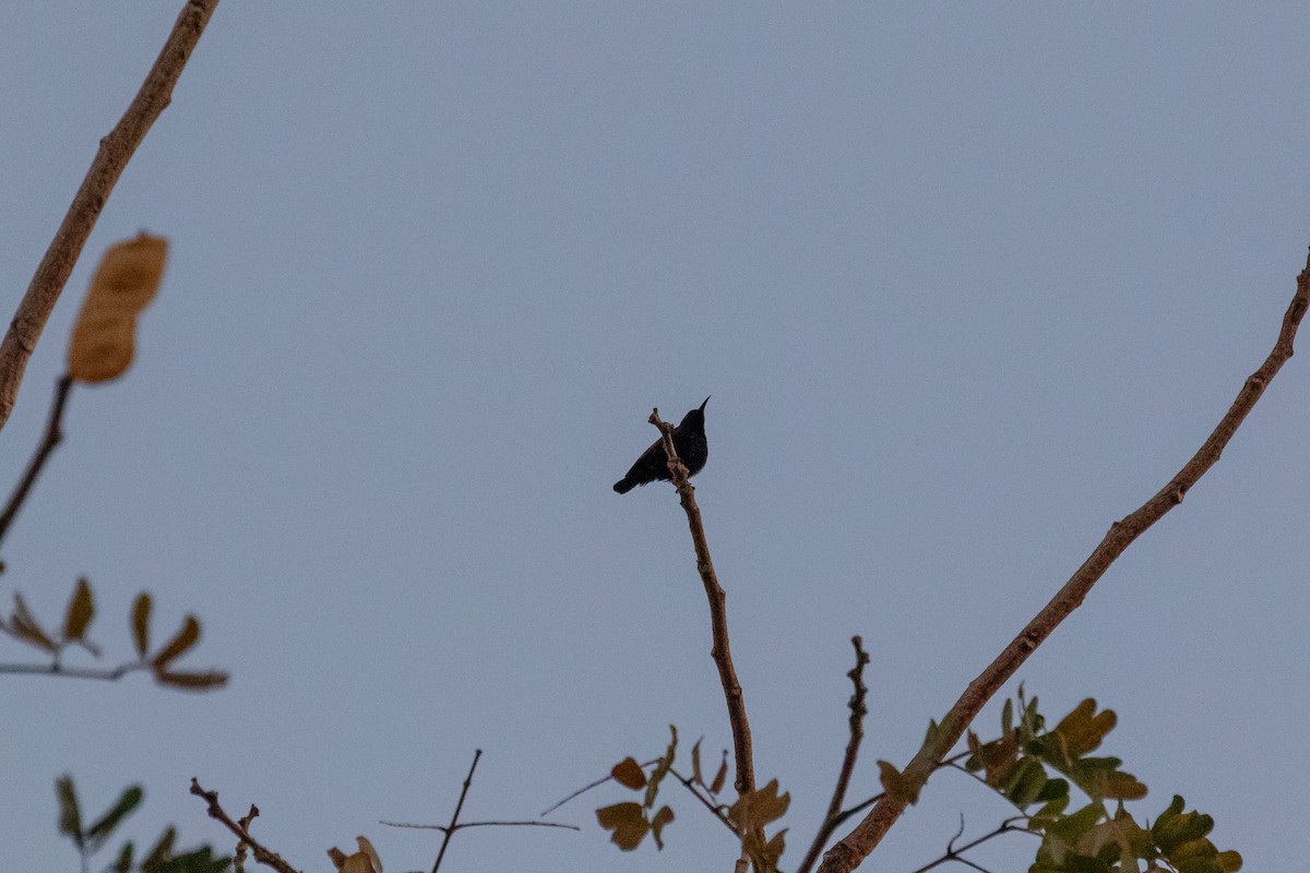 purpursolfugl - ML630540797