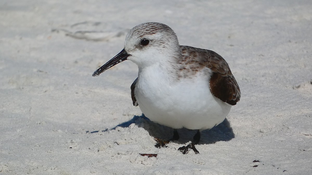 Sanderling - Rachel Burgess