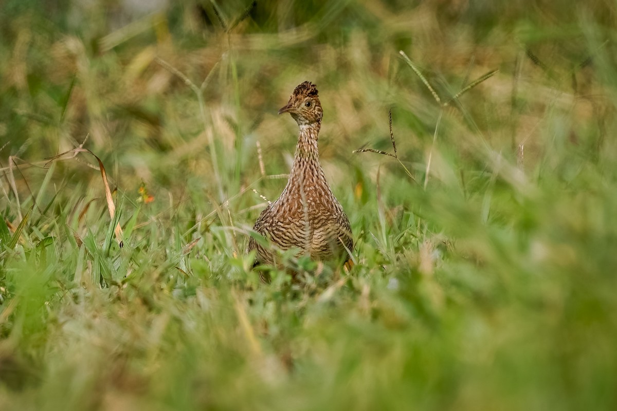 White-bellied Nothura - ML630541044