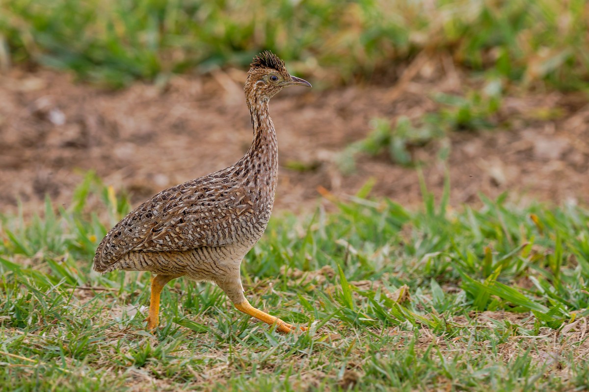 White-bellied Nothura - ML630541046