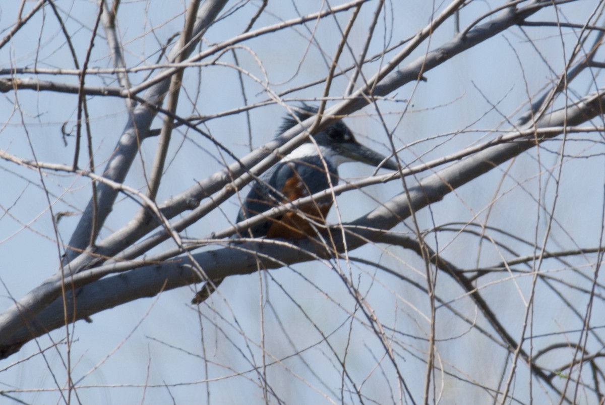 Belted Kingfisher - ML630541122