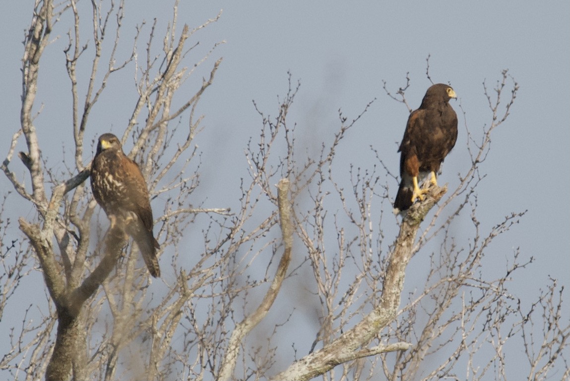 Harris's Hawk - ML630541181
