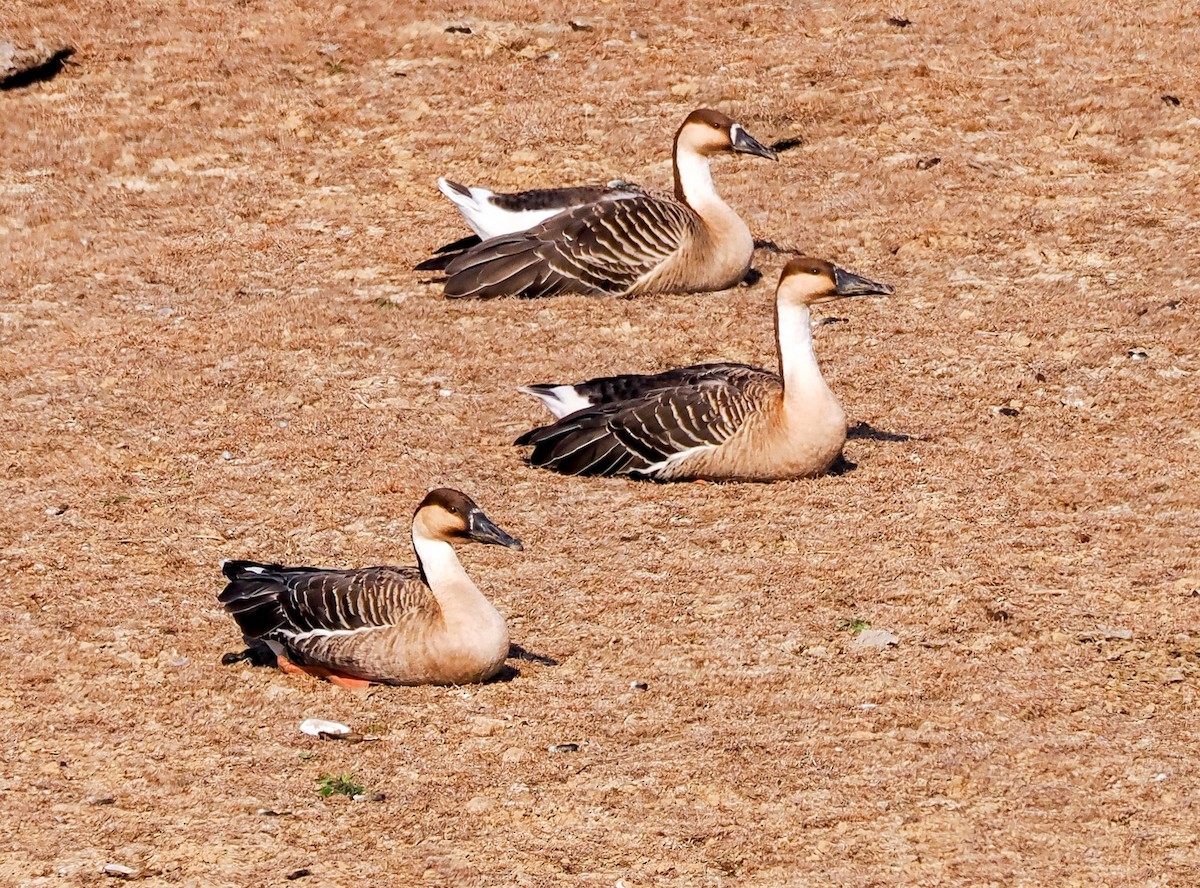 Swan Goose - ML630541499