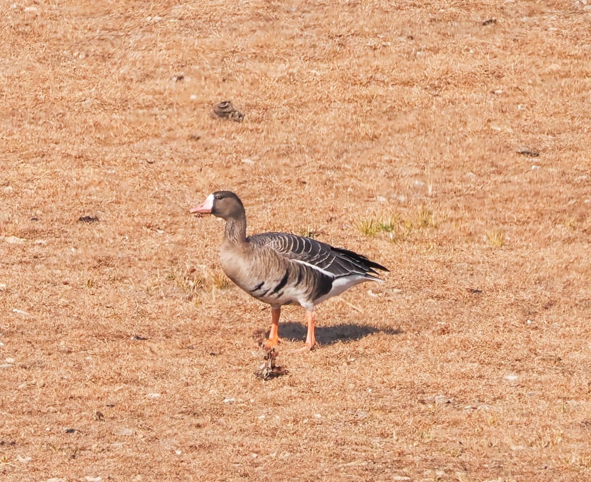 Greater White-fronted Goose (Eurasian) - ML630541520