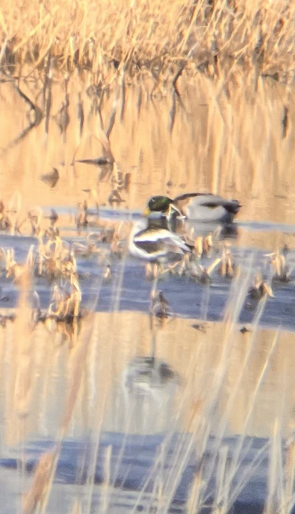 American Avocet - ML630541932