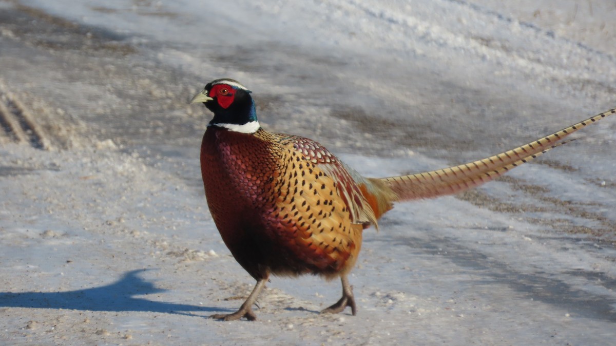 Ring-necked Pheasant - ML630542063