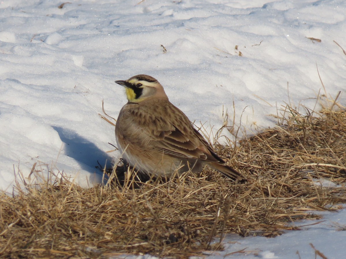 Horned Lark - ML630542070