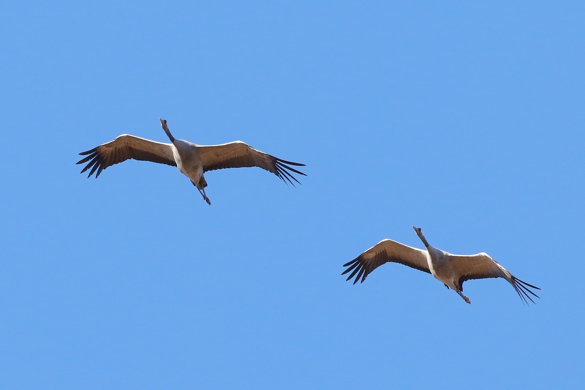 Common Crane - ML630542131