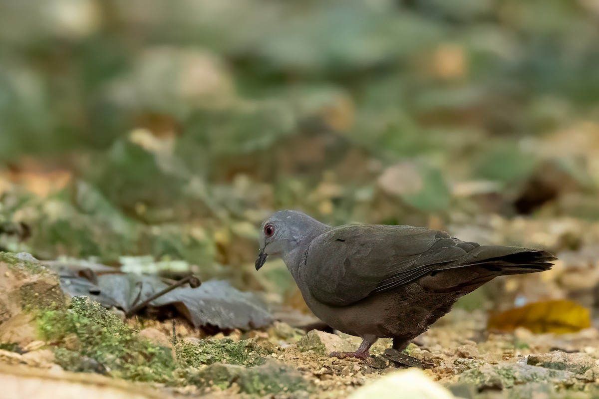 Dusky Pigeon - ML630542435
