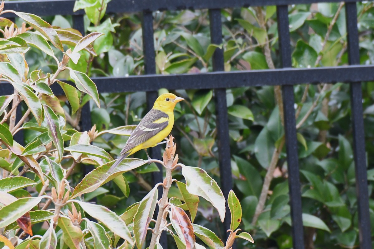 Western Tanager - ML630542678