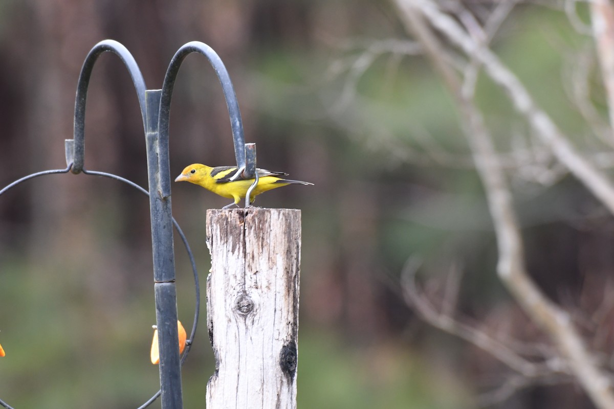 Western Tanager - ML630542679